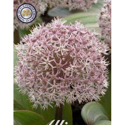 Allium 'Karataviense' 5-pack